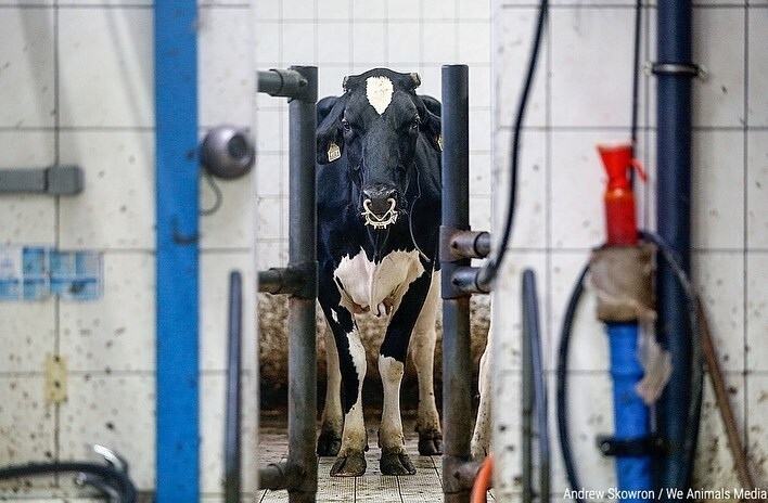 VeganFTAEspanol's tweet photo. "...víctimas invisibles atrapadas en un sistema que valora las ganancias por encima de la vida"
👉 Mira toda esta serie fotográfica en nuestro IG o FB (links en bio)
📸 @WeAnimals
#veganfta #especismo #fotografiaanimal #derechosanimales #veganismoesjusticia #animalpics https://t.co/TiZlbT98dV