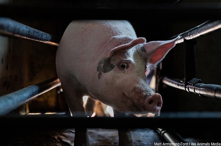 VeganFTAEspanol's tweet photo. "...víctimas invisibles atrapadas en un sistema que valora las ganancias por encima de la vida"
👉 Mira toda esta serie fotográfica en nuestro IG o FB (links en bio)
📸 @WeAnimals
#veganfta #especismo #fotografiaanimal #derechosanimales #veganismoesjusticia #animalpics https://t.co/TiZlbT98dV