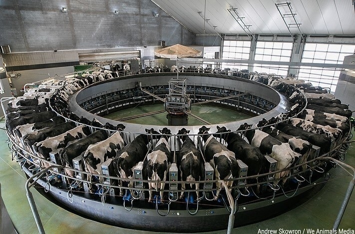 VeganFTAEspanol's tweet photo. "...víctimas invisibles atrapadas en un sistema que valora las ganancias por encima de la vida"
👉 Mira toda esta serie fotográfica en nuestro IG o FB (links en bio)
📸 @WeAnimals
#veganfta #especismo #fotografiaanimal #derechosanimales #veganismoesjusticia #animalpics https://t.co/TiZlbT98dV