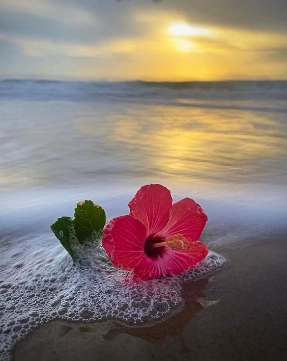 Life is a journey, not a destination. Take time to appreciate the beauty around you, embrace the challenges you face, and learn from your mistakes. Keep moving forward with purpose and always stay true to yourself.