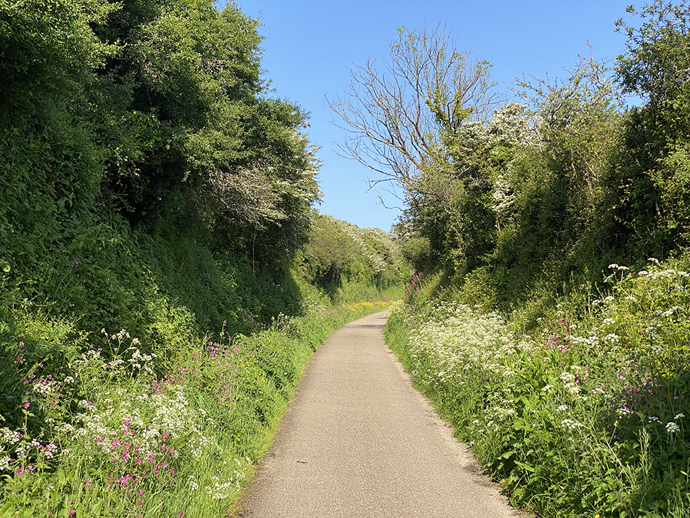 BridgeBikeHire's tweet photo. The cut-throughs are looking beautiful at the moment and smell fantastic as you peddle by!
#cameltrail #cornwall #bikehires #cycletrail #familydaysout #daysoutincornwall #thingstodoincornwall #wadebridge #padstow #view #lovecornwall #railwayline #explorecornwall https://t.co/MbN7HuXCVC