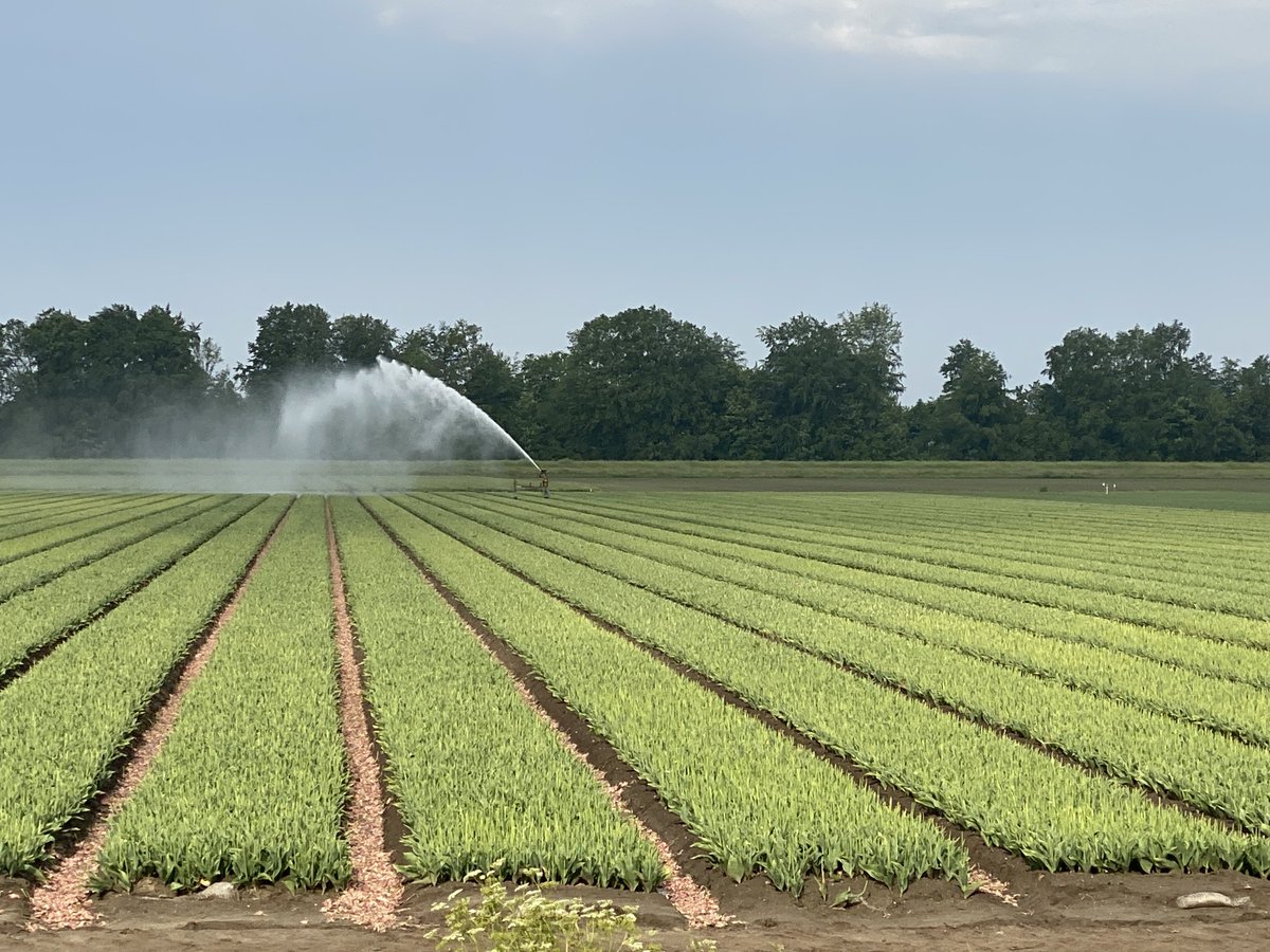 andredonker's tweet image. Er worden, ondanks een prima vochtige bodem alweer bloembollen beregend. Per uur gaat daar circa 2x ons jaargebruik leidingwater mee verloren en dit terwijl de #waterwinbedrijven ons waarschuwen voor een groot tekort komende zomer. Ik vind daar iets van.