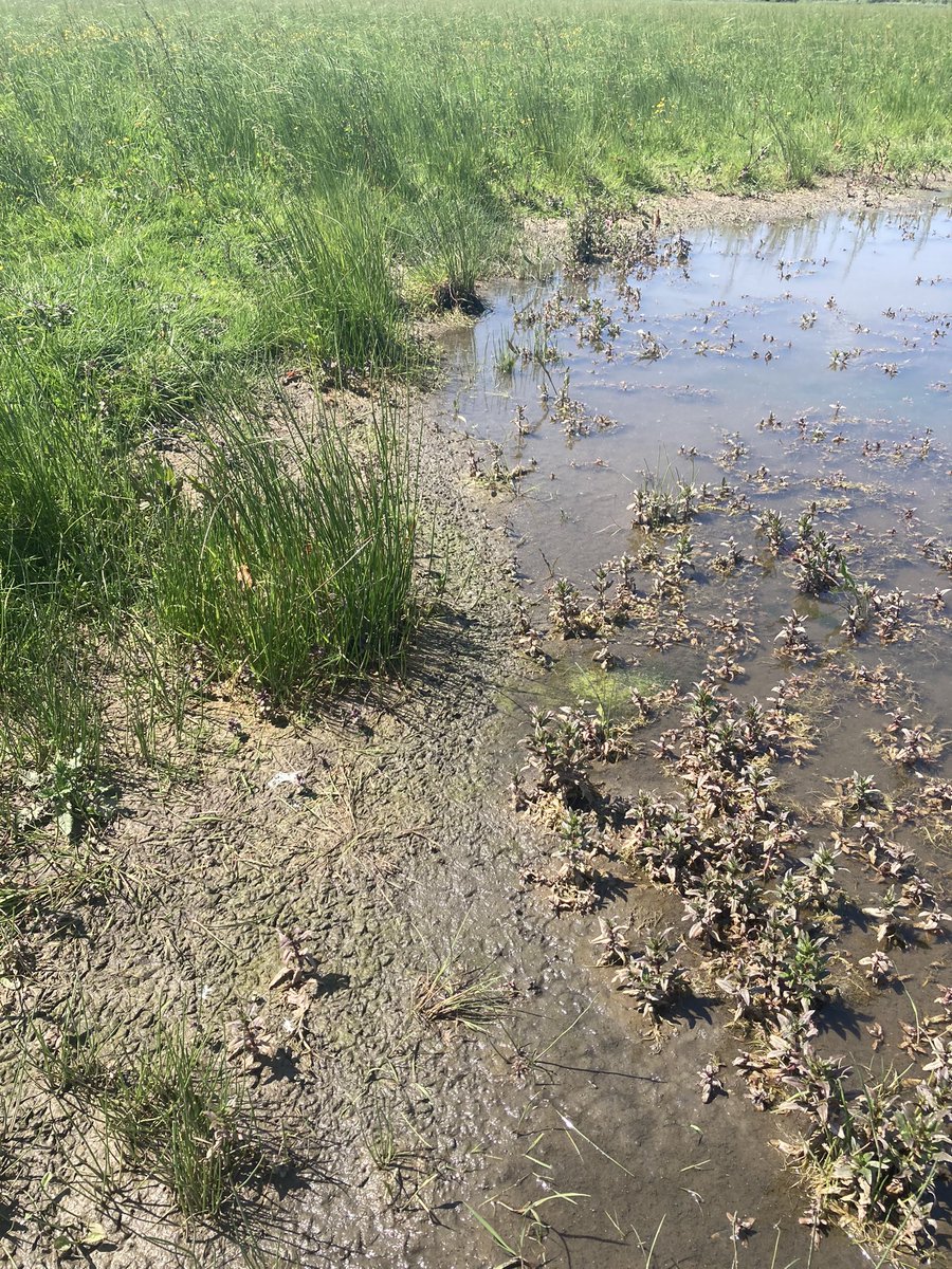 Look at all those wader footprints! At least 2 pairs of lapwing and 2 pairs of redshank with chicks using this scrape, protected by an electric fence and with the removal of crows they have a pretty good chance at success! #conservation