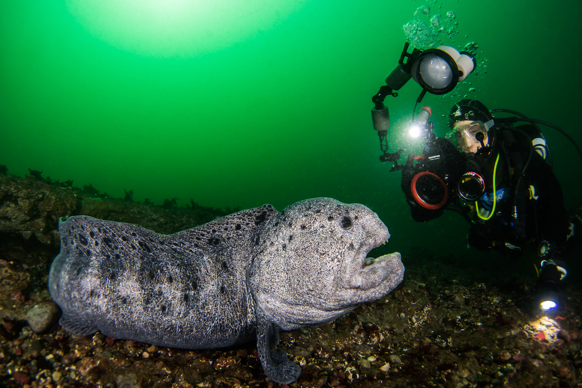 WHOI's tweet photo. This amazing #divephoto came from Nirupam Nigam, winner of the 2020 #WHOI Photo Contest, who shared:
Wolf eels live most of their adult lives with a single partner. Each #wolfie has a personality and we Pacific Northwestern divers get to know them quite well!
#WeirdOcean https://t.co/pSIgxapLuU