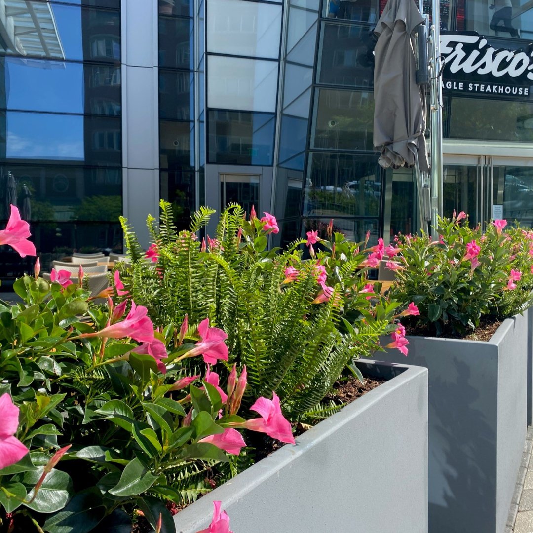 Blooms are back in Boston! 🌸

Stay on the lookout for summertime classics like these gorgeous Mandevillas!

#patiodesign #bostonbloggers #bostonplantscapes #bostonfood #igersboston #bostonblooms #bostondrinks #bostoneats