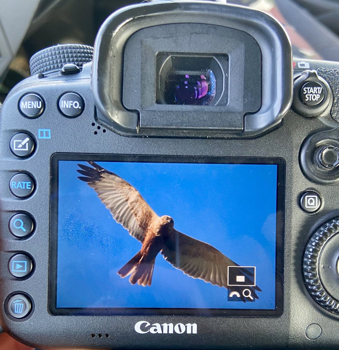 Altijd speciaal als een van de grootste roofvogels boven je hoofd komt hooveren en je strak blijft aankijken!!
#kiekendief #bruinekiekendief #kiekendieven #westernmarshharrier #birdofprey #birdofpreyphotography