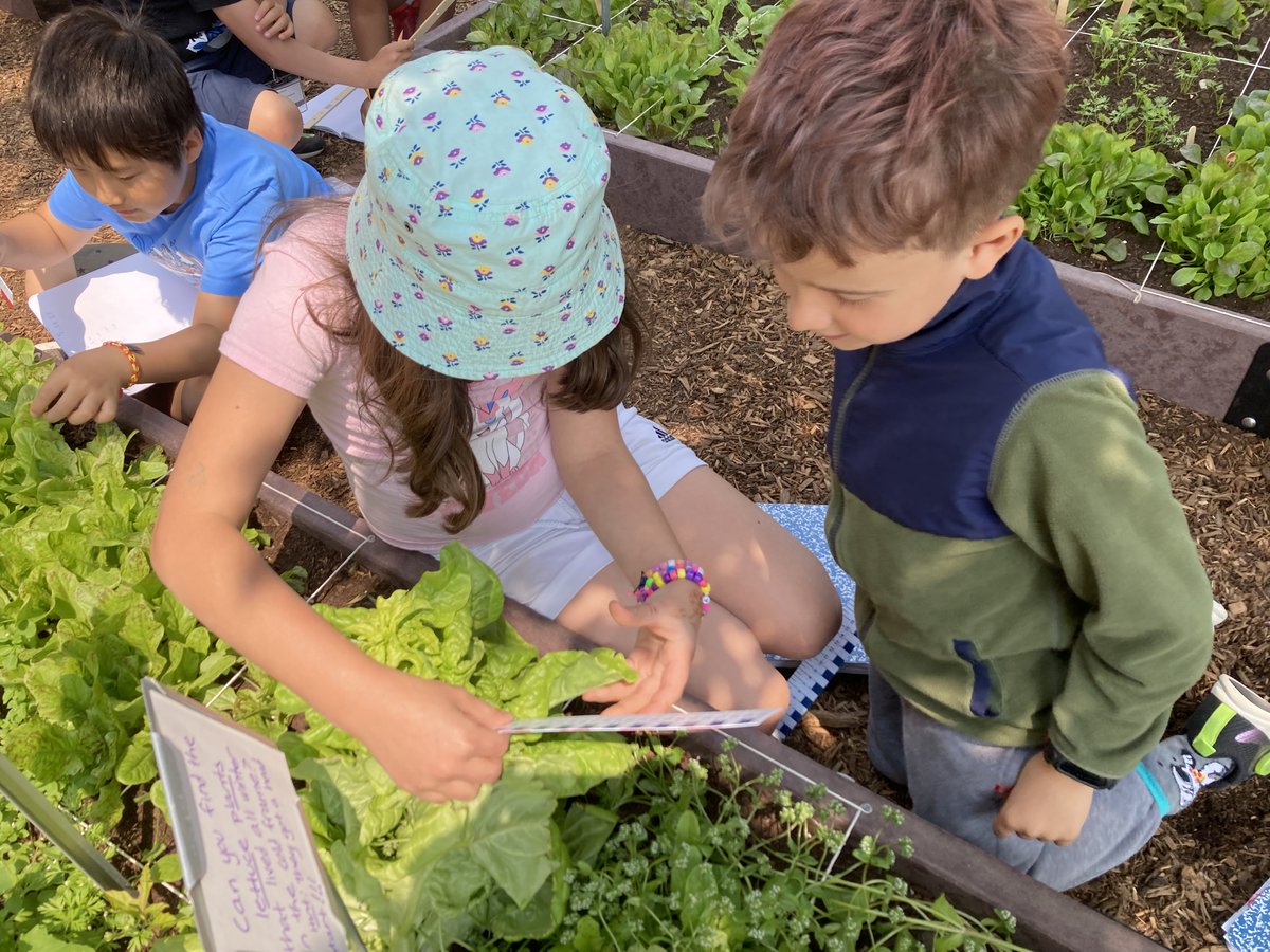 Math in the garden!   Second graders practice their measurement skills with Ms. Washburn. The  lettuce that overwintered in the cold frame is the tallest lettuce by many inches (or cm!).