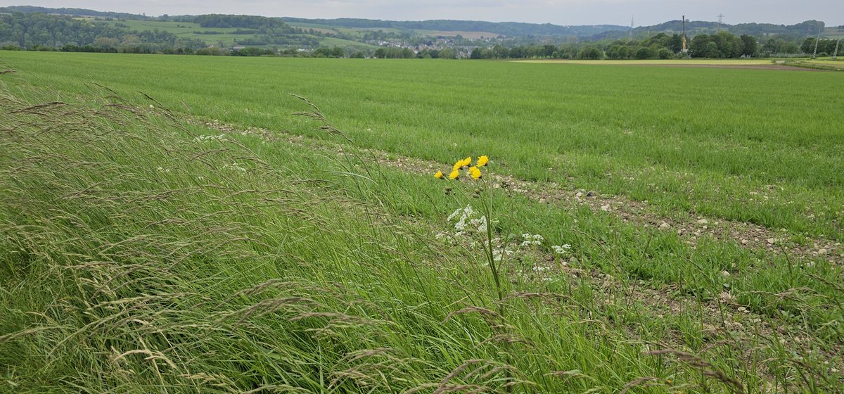Studenten Alessandro Albanese en Maurizio Puzzovino van prof @David_Kleijn, twee Italiaanse studenten die het veldwerk naar betekenis KPI op biodiversiteit doen,  vonden de eerste @bhlGeuldal van het jaar. Derde jaar op rij nu terug in Zuid-Limburg, nu naast een perceel anlb!