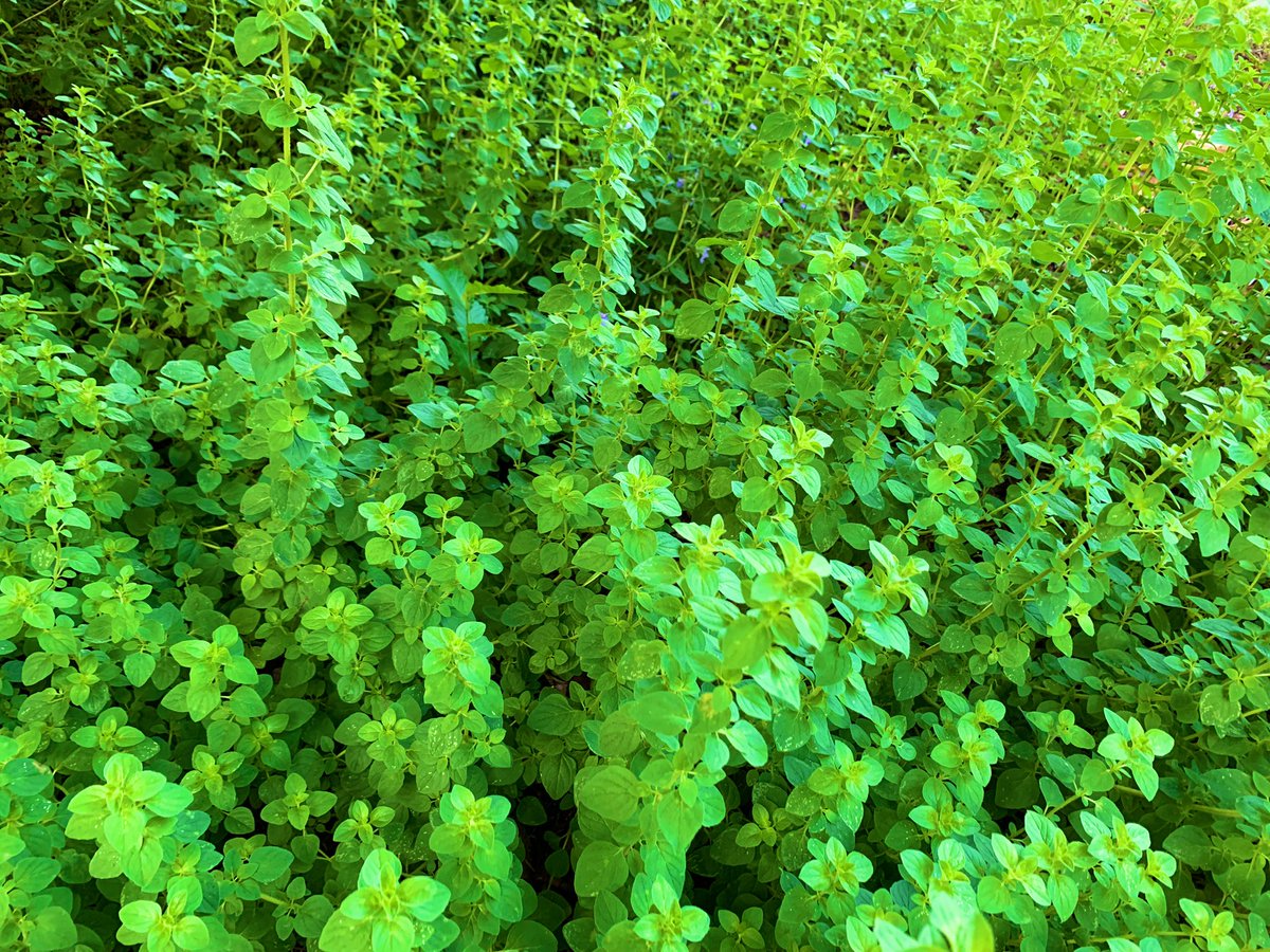 Reed Omary, MD, MS tweet media