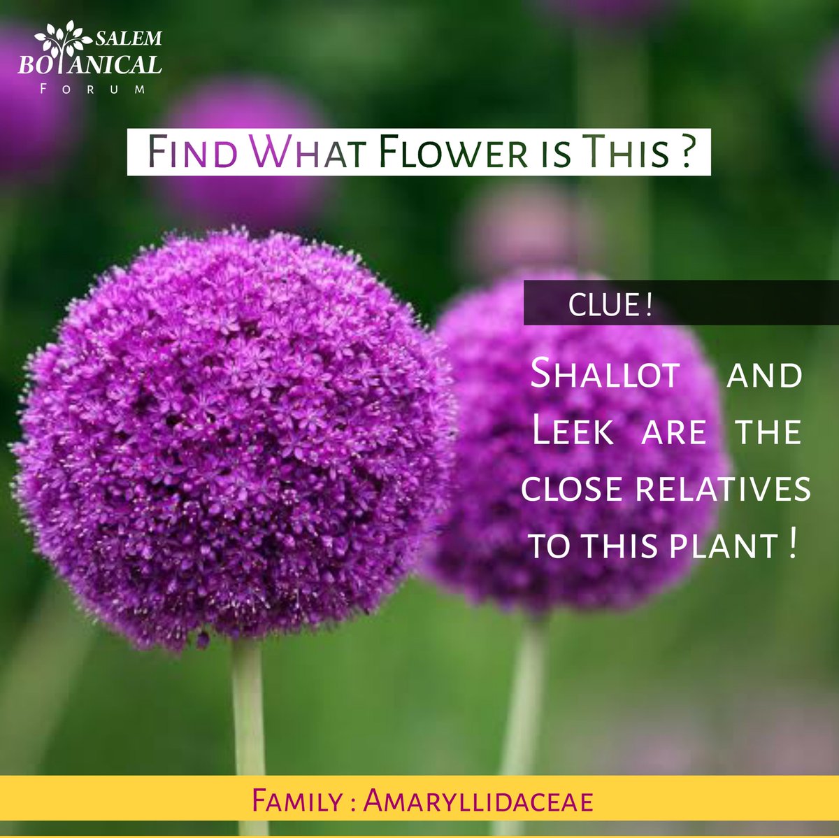 BotanicalForum's tweet photo. Find what flower is this ?

Clue 🗝️ : Shallot and Leek are the close relatives to this plant !

Family : Amaryllidaceae 🌱

#BotanicalForum https://t.co/im4mA52T39