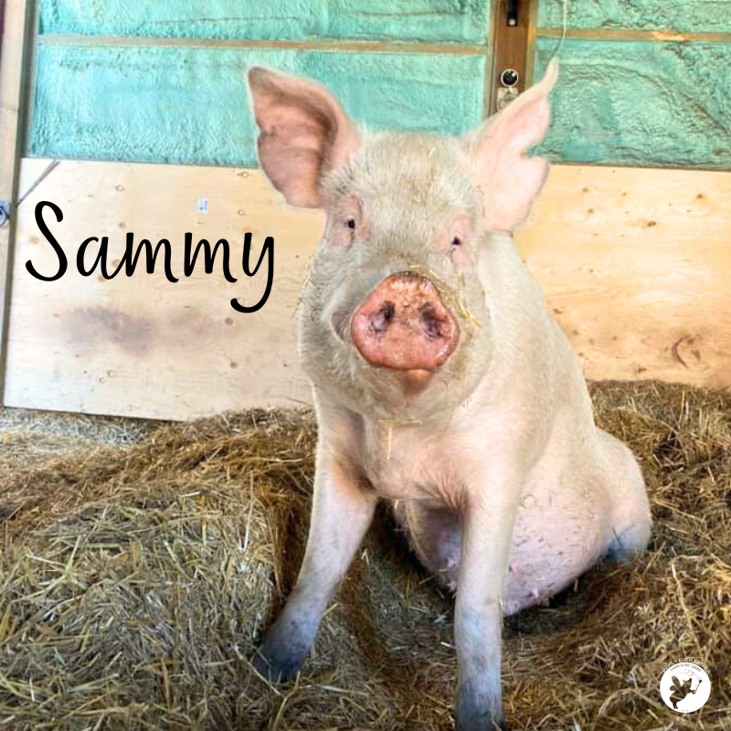 In July 2018 Sammy was found in a ditch in rough shape. His condition suggested he was used for medical research.  With medical care, Sammy slowly healed. He found his herd when Fiona gave birth to 9 piglets later that year.  Thanks to your support Sammy lives his best life.