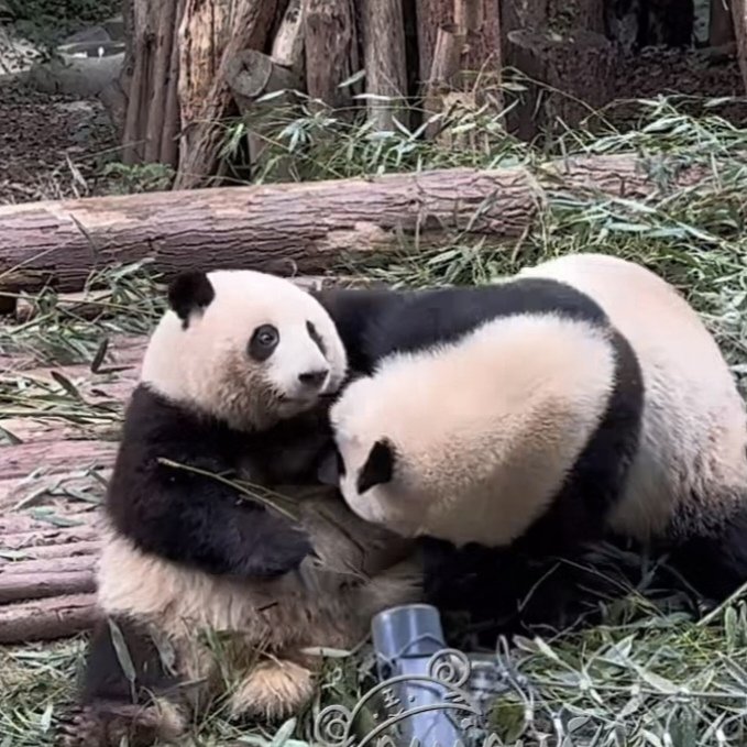 GiantPanda90388's tweet photo. HeYe suddenly rushed out and grabbed Huahua's ear. The look on Huahua's face was so shocked😆
It's so funny hahahahahahaha😆🐼🌸🍀
#Panda #和花 #花花 #Huahua #成都大熊猫繁育研究基地 https://t.co/1KqLnZjdxd