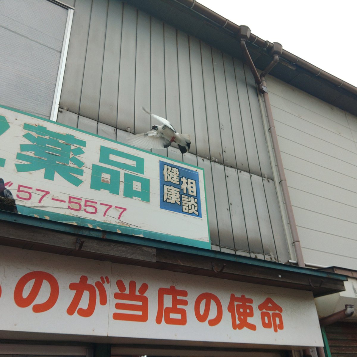 medarush2016's tweet photo. 生存確認です。 https://t.co/VhRtaKzRxd