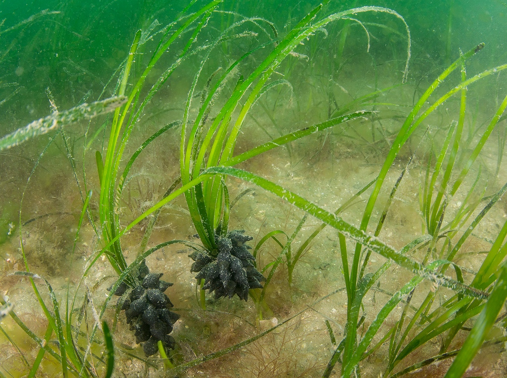 cuttle_cons's tweet photo. These are #cuttlefish eggs, sometimes called sea grapes. They are often laid on seagrass, kelp, or structures in the sea. Have you seen any? Please report them to #ProjectSepia, our #CitSci project gathering data on inshore cuttlefish populations!
📸@paulnaylormarinephoto https://t.co/QmuQvW1AmE