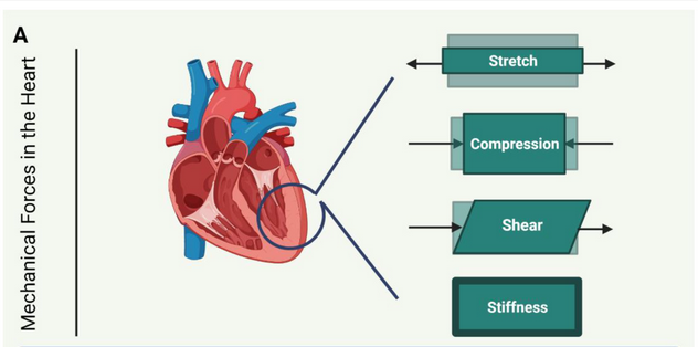 Cells_MDPI's tweet photo. "Channelling the Force to Reprogram the Matrix: #Mechanosensitive Ion Channels in #Cardiac Fibroblasts" from Stewart et al.
#cellsmdpi #cellbiology #ionchannels #mechanicalsignalling #mechanosensation
@UniversityLeeds
Full text: https://t.co/rhNnNulvRX https://t.co/PdpAivHZZO