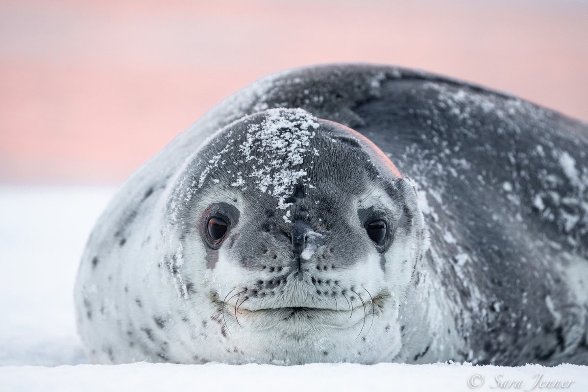 OceanwideExp's tweet image. The ends of a leopard seal’s mouth are permanently curled upward, creating the illusion of a smile or menacing grin. #leopardseal

📸 by Sara Jenner