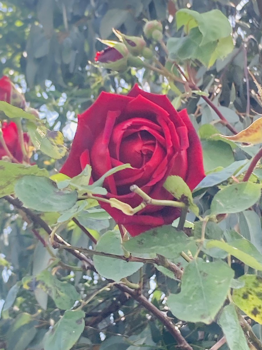 DeliaCazzato's tweet image. It’s a Sunny beautiful day in #Pinner #RoseWednesday have a good day