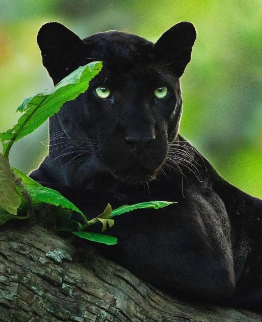black Panther      
#wildphoto #blackpanther #love