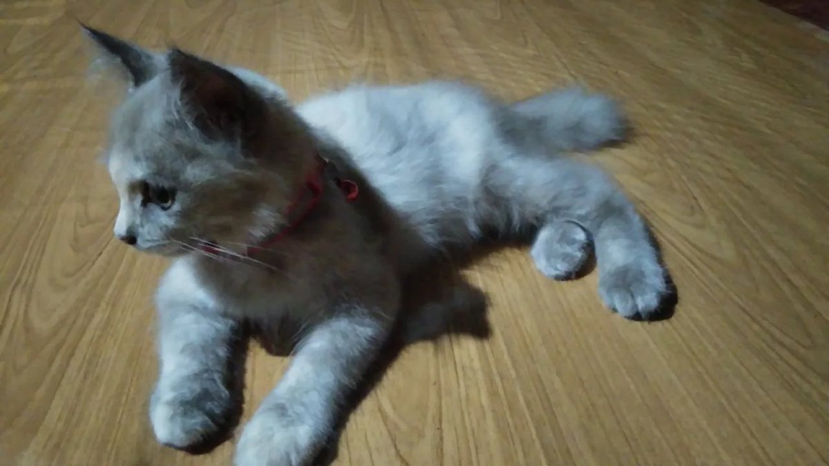 Korea_m9's tweet photo. น้องโมโมไม่ชอบถ่ายรูป >_< https://t.co/VFTDpZ73PL