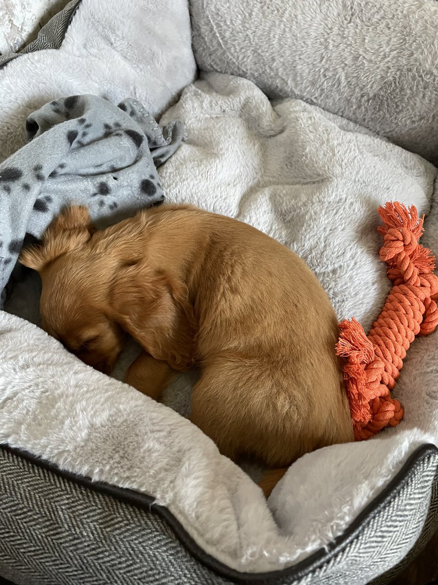 Evan Rixon tweet media