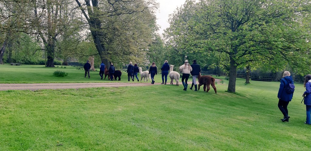 YewTreeAlpacas's tweet photo. Do something really different. Walk an alpaca and enjoy homemade  cream tea or lunch afterwards. We have Friday and Saturday dates from June to Sept. Pre booking online essential.  https://t.co/JzECKpOGxB. #alpacawalks #visitherts #hertfordshire https://t.co/D3LiEOQkxk