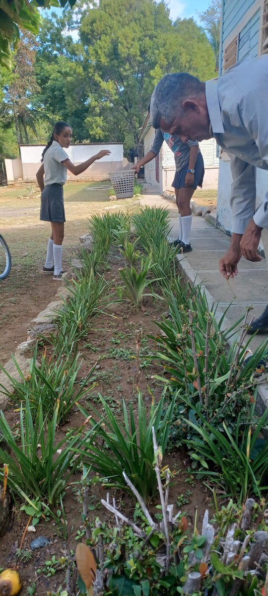 Los estudiantes de 9no grado cumpliendo con la formación laboral y así contribuir a un mejor entorno en la escuela. . <a href="/CubaMined/">MINED</a> @demguama <a href="/dpeStgo/">DGE Santiago de Cuba</a> <a href="/SantiagodeCuba/">Santiago de Cuba</a> #Guamá.