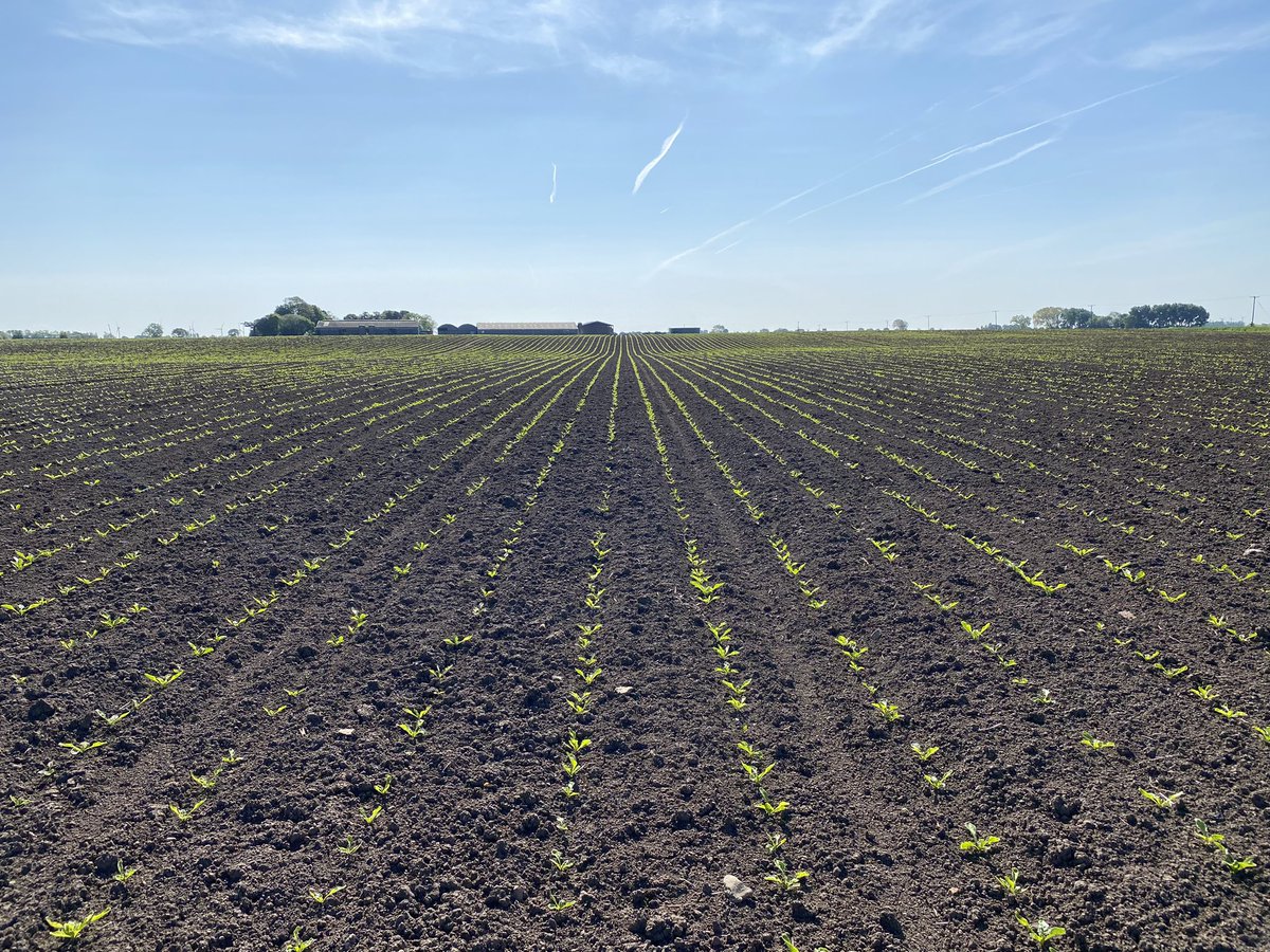 Blue skies and sunshine for this #sugarbeet ☀️ weed control so far working very well. #EastMidsAgronomy