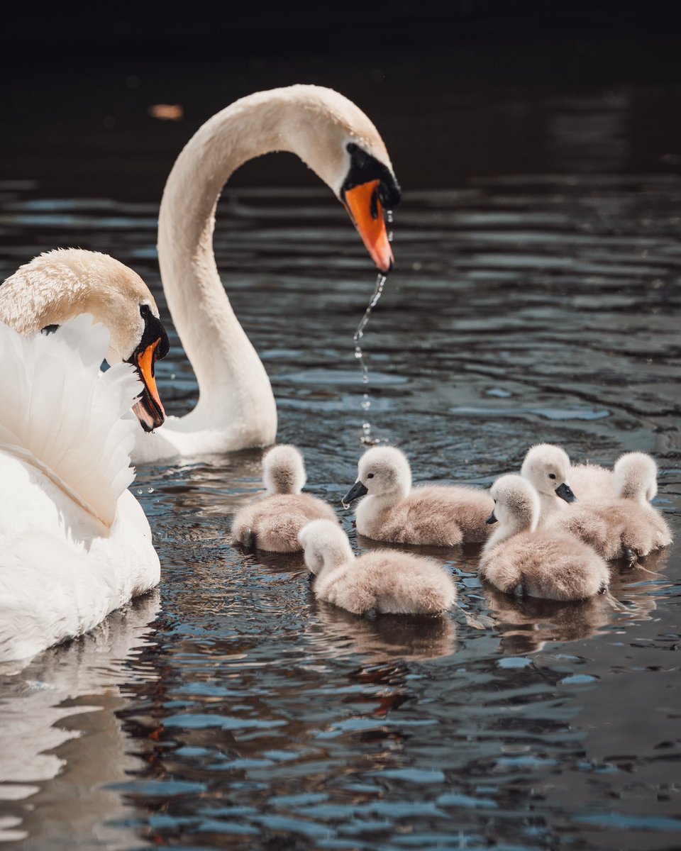 manc_wanderer's tweet photo. Say hello to the newborn cygnets at New Islington Marina!

There were just two fluffy grey additions last year, but yesterday six of them appeared 😍 https://t.co/tkTphzEBJE