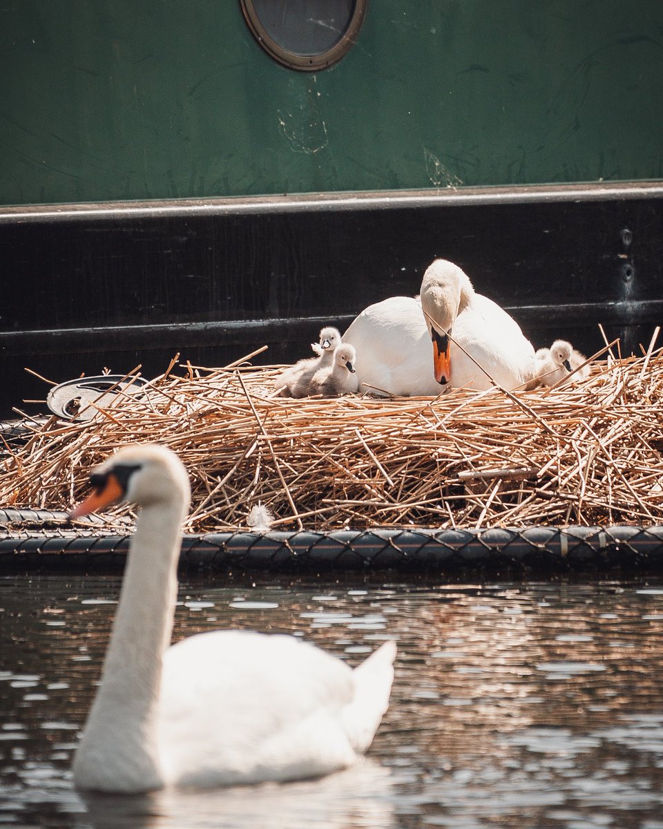 manc_wanderer's tweet photo. Say hello to the newborn cygnets at New Islington Marina!

There were just two fluffy grey additions last year, but yesterday six of them appeared 😍 https://t.co/tkTphzEBJE