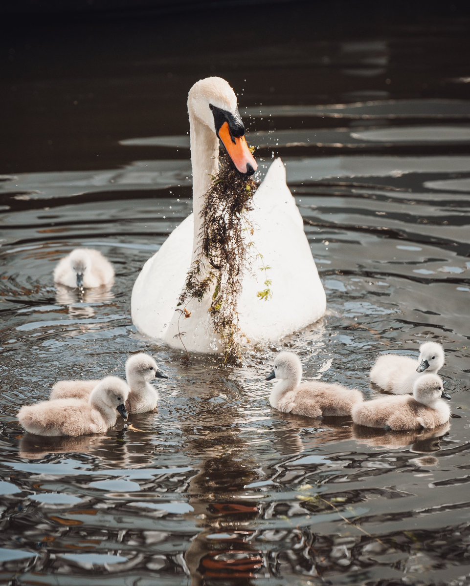 manc_wanderer's tweet photo. Say hello to the newborn cygnets at New Islington Marina!

There were just two fluffy grey additions last year, but yesterday six of them appeared 😍 https://t.co/tkTphzEBJE