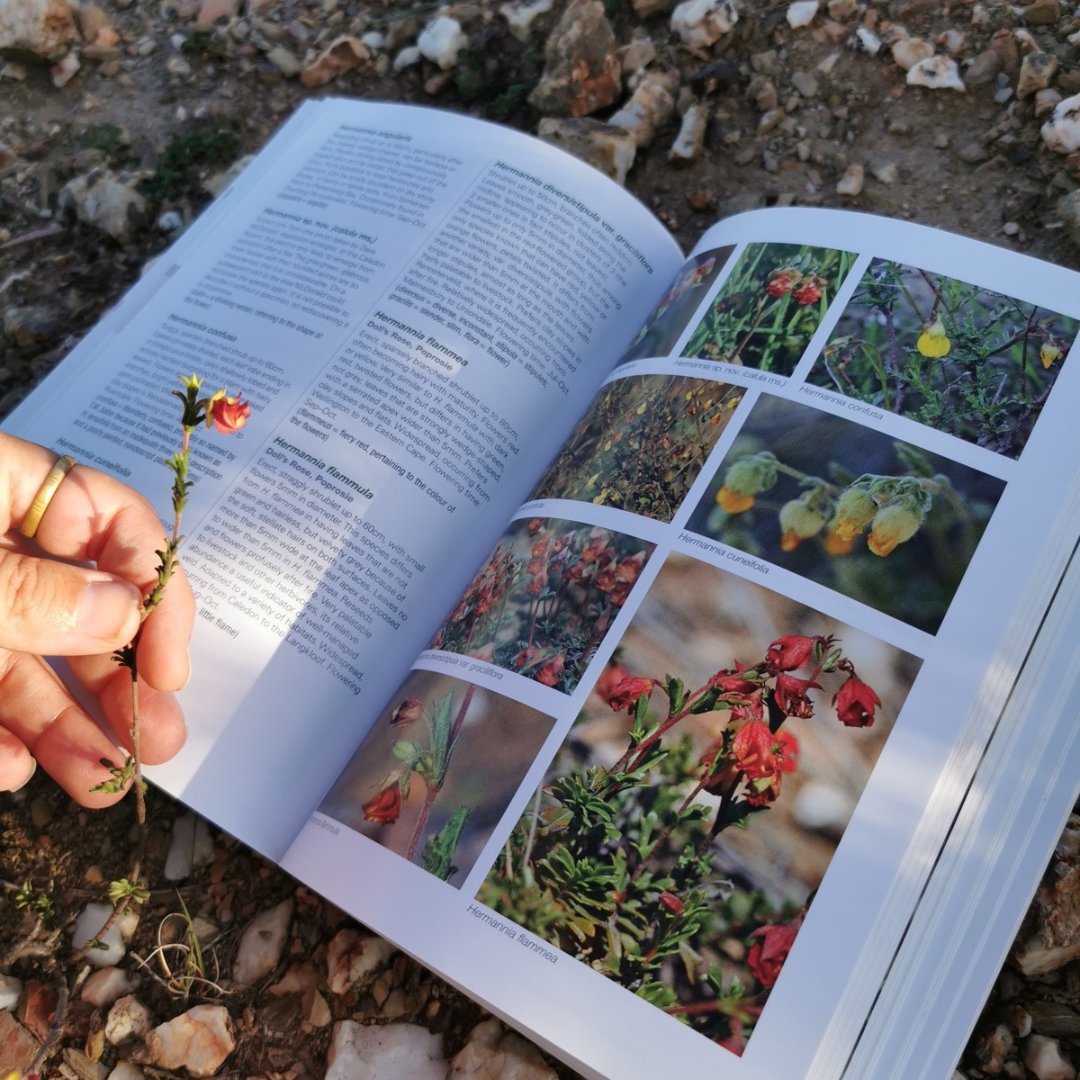 Renosterveld's tweet photo. Our 𝘍𝘪𝘦𝘭𝘥 𝘎𝘶𝘪𝘥𝘦 𝘵𝘰 𝘙𝘦𝘯𝘰𝘴𝘵𝘦𝘳𝘷𝘦𝘭𝘥 𝘰𝘧 𝘵𝘩𝘦 𝘖𝘷𝘦𝘳𝘣𝘦𝘳𝘨 is the best companion for all your outdoor adventures! 🥾⛺📖 It offers information on 980 plants &amp; 140 animals of #Renosterveld. Support the #ORCT &amp; buy your copy: https://t.co/RUTzJfVrJs https://t.co/gxObrQah51