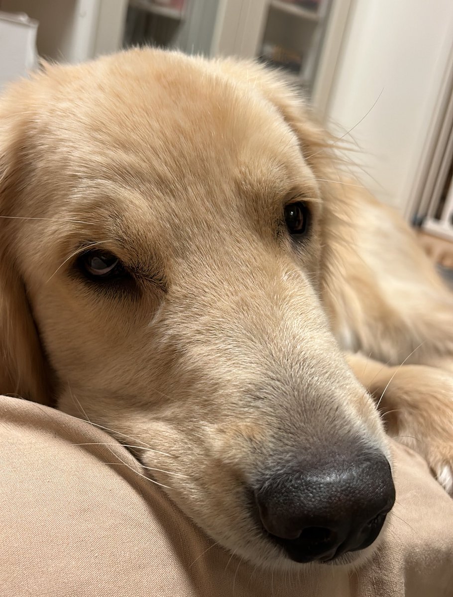 犬が枕の代わりにしているのはもちろん、かいぬしの足。( ´_ゝ`)
#ゴールデンレトリーバー
#大型犬