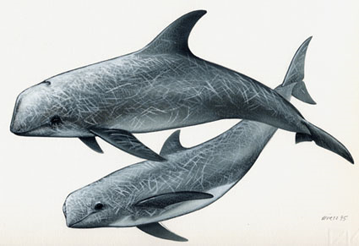 Amb la <a href="/CarlaChicote/">CarlaAlvarezChicote</a> i la <a href="/Natalia_nach/">Natàlia Amigó</a> (i després de moltes milles) hem publicat un treball sobre la importància dels #CanyonsSubmarins per al població de cap d’olla gris (#Grampus_griseus) a les nostres costes
link a l’estudi de <a href="/FrontiersIn/">Frontiers</a> ➡️frontiersin.org/articles/10.33…
🧵👇