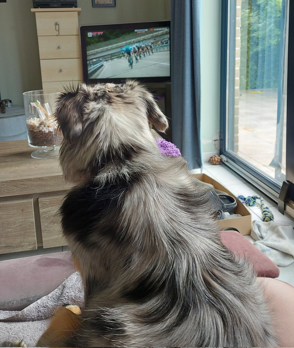 RWellecommen's tweet photo. @Eurosport_NL #mijngiro  met trouwe vriendin Nova onze dagelijkse afspraak om samen naar de Giro te kijken. https://t.co/jN1aX2Ptcb