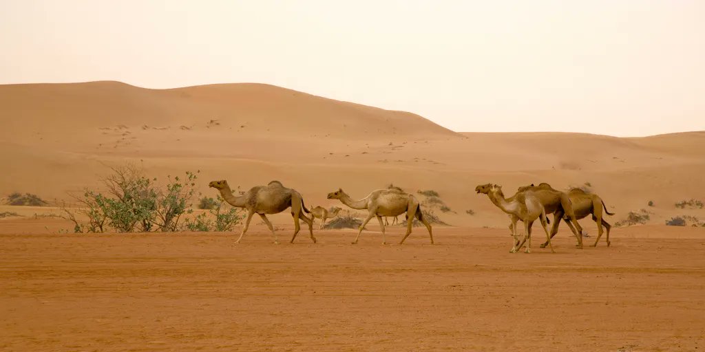 Happy Hump Day! 🐫 Did you know that camels are some of the most eco-friendly animals around? Camels have a lower environmental impact than cows and their milk is better for you!

#WorldForThoughtWednesday #CamelAppreciation #EnvironmentalImpact #SustainableAnimalHusbandry