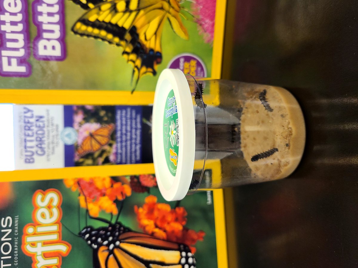 maudet2016's tweet photo. It was wonderful watching our butterflies grow, but it's time to let them be free!! #paintedlady https://t.co/H6OsZviFUe