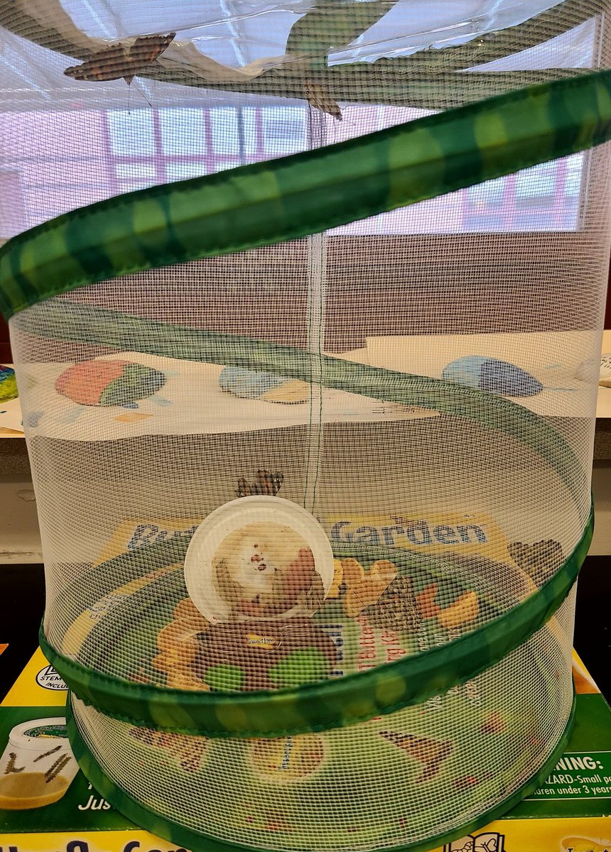 maudet2016's tweet photo. It was wonderful watching our butterflies grow, but it's time to let them be free!! #paintedlady https://t.co/H6OsZviFUe