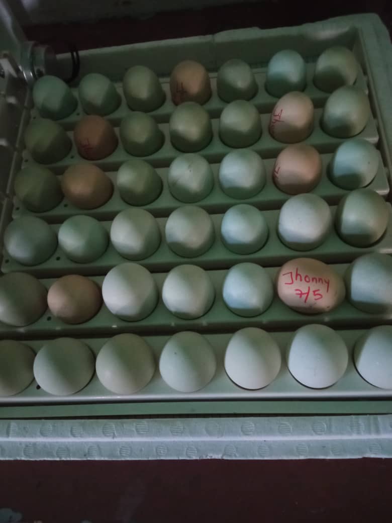 #ComunaYProducción 
La Vocería Regional de Producción y militancia TUPAMARO Lara de la parroquia Ana Soto, en la Praxis de Producción y Cría de Gallinas Brahma con lo cual se podría garantizar 120 huevos al año como fuentes de proteínas para su alimentación.
.<a href="/WBenavides_MRT/">Williams Benavides</a>