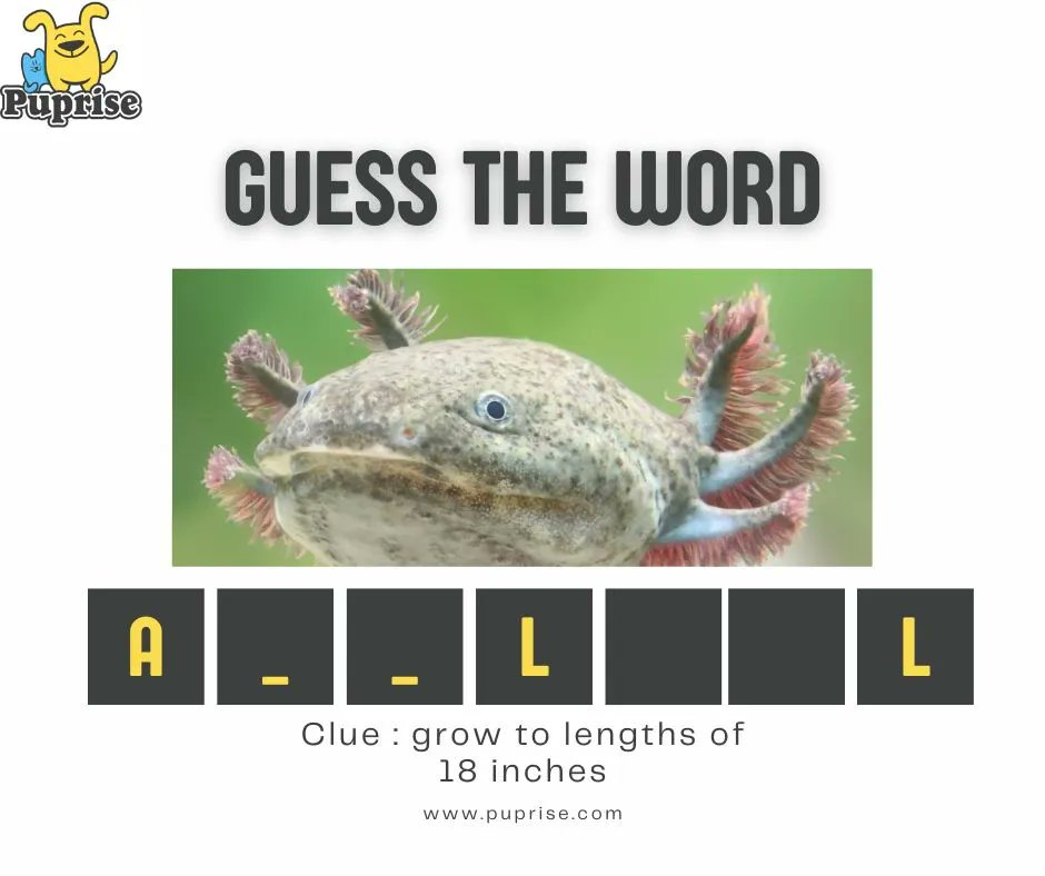 Guess the name of Animal!!!
Clue:- This remarkable amphibian is native to a small series of lakes and canals near Mexico City. 

#Puprise #petstore #petparents #petsupplies #petlovers #petfood #petfood #petfriendly #petscorner #petsofinstaworld #dogsofinstagram #catsofinstagram
