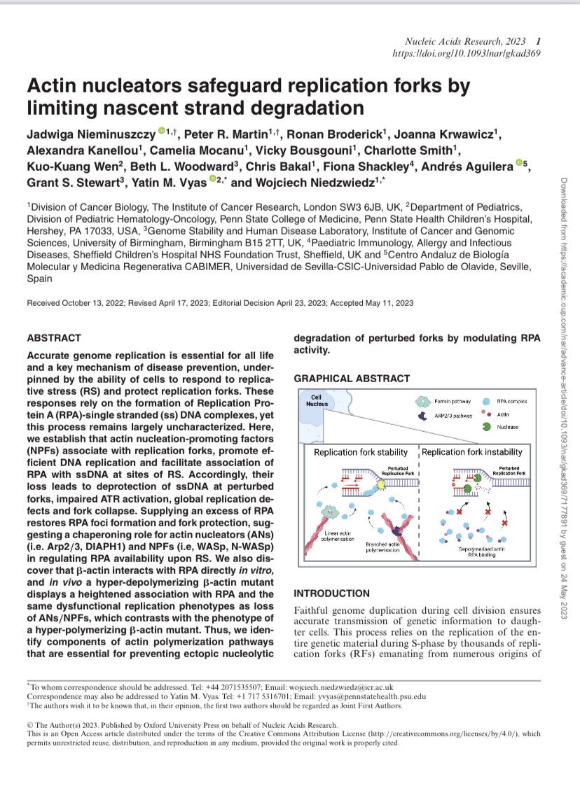 GS_Lab_Bham's tweet photo. Proud to be part of this great study by the Niedzwiedz lab studying the role of actin and actin nucleating factors in regulating DNA replication. https://t.co/d8YFsUWEqU