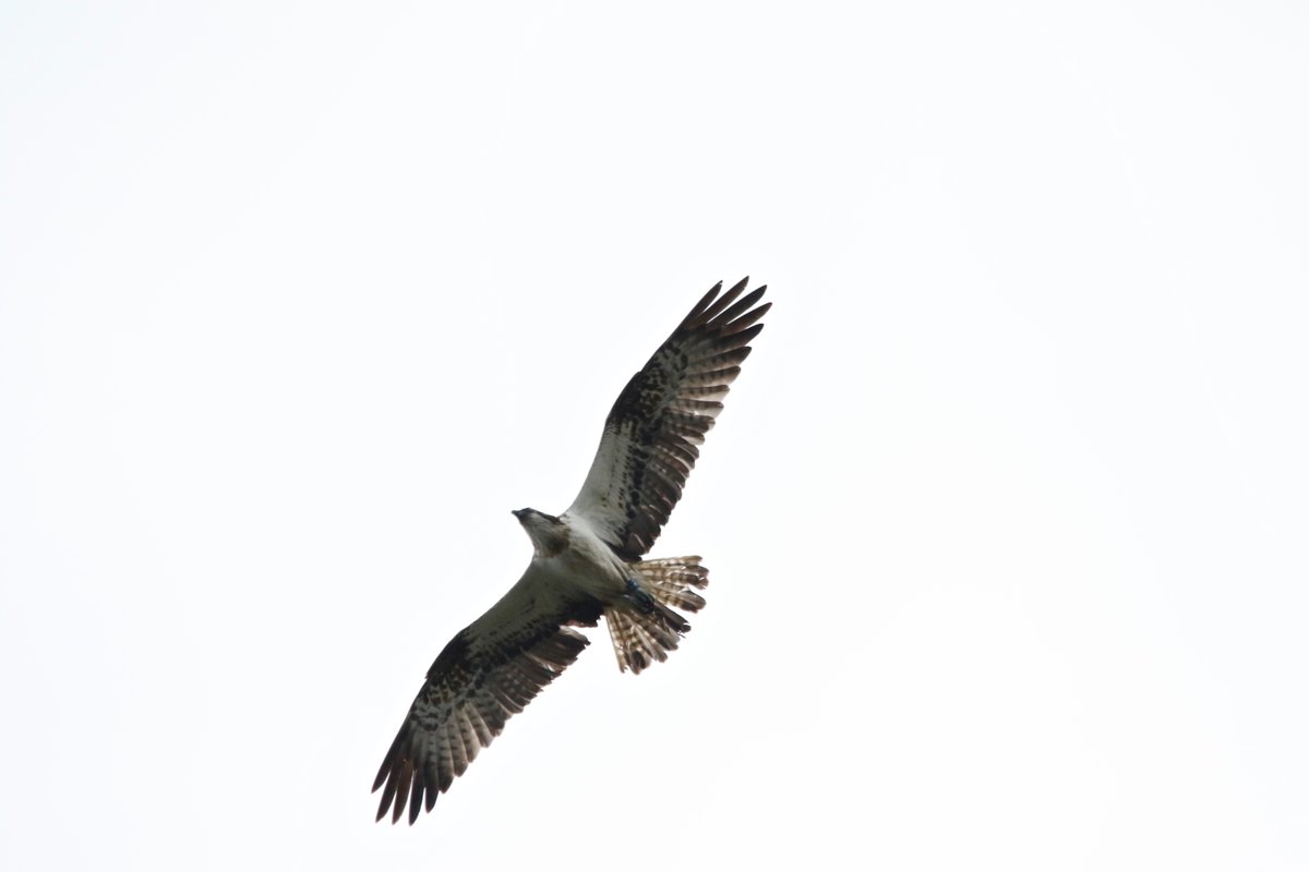 A few quick photos of the osprey ringed in Tweed Valley in 2020 that is present at Broadmeadows Swords.
Blue ring 345.  
<a href="/TweedOspreys/">Tweed Valley Ospreys</a> <a href="/IrishRaptorSG/">Irish Raptor Study Group</a> <a href="/BirdWatchIE/">BirdWatch Ireland</a>