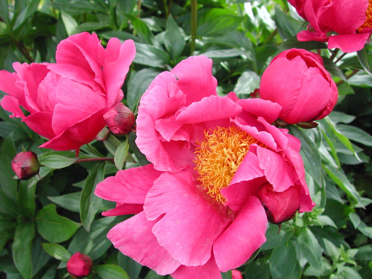 Vibrant Peonies in the Master's Garden for day two of #ChelseaFlowerShow 🌺

#chelseaflowershow2023 #chelseaflowershow #rhschelseaflowershow #rhs #rhsflowershow #gardensofinstagram #gardenstovisit #englishgarden #tudorgarden #gardenweddingvenue #naturephotography #nature #gardeni