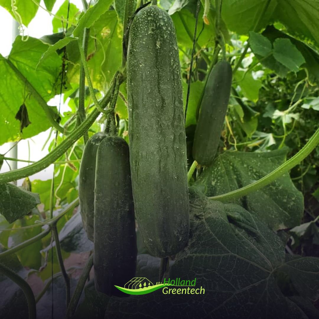 HGTRwanda's tweet photo. 🎙#KnowYourVariety🎙
#MydasRZF1
- Slicer 🥒
- Average #fruit length
- Very productive
- For #Indoor and #OpenField cultivation
- Dark green fruit
- #ParthenocarpicVariety
- Good #vigour of the plant
- High quality fruit
#AchieveTheNextStep in #Horticulture
📲0781449656 https://t.co/44C2lgHeXP
