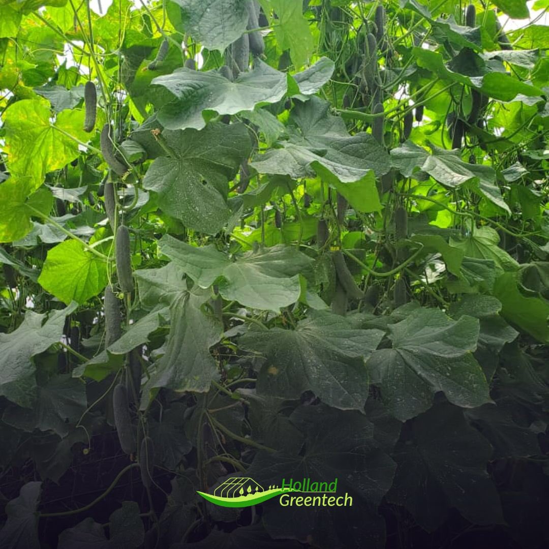 HGTRwanda's tweet photo. 🎙#KnowYourVariety🎙
#MydasRZF1
- Slicer 🥒
- Average #fruit length
- Very productive
- For #Indoor and #OpenField cultivation
- Dark green fruit
- #ParthenocarpicVariety
- Good #vigour of the plant
- High quality fruit
#AchieveTheNextStep in #Horticulture
📲0781449656 https://t.co/44C2lgHeXP