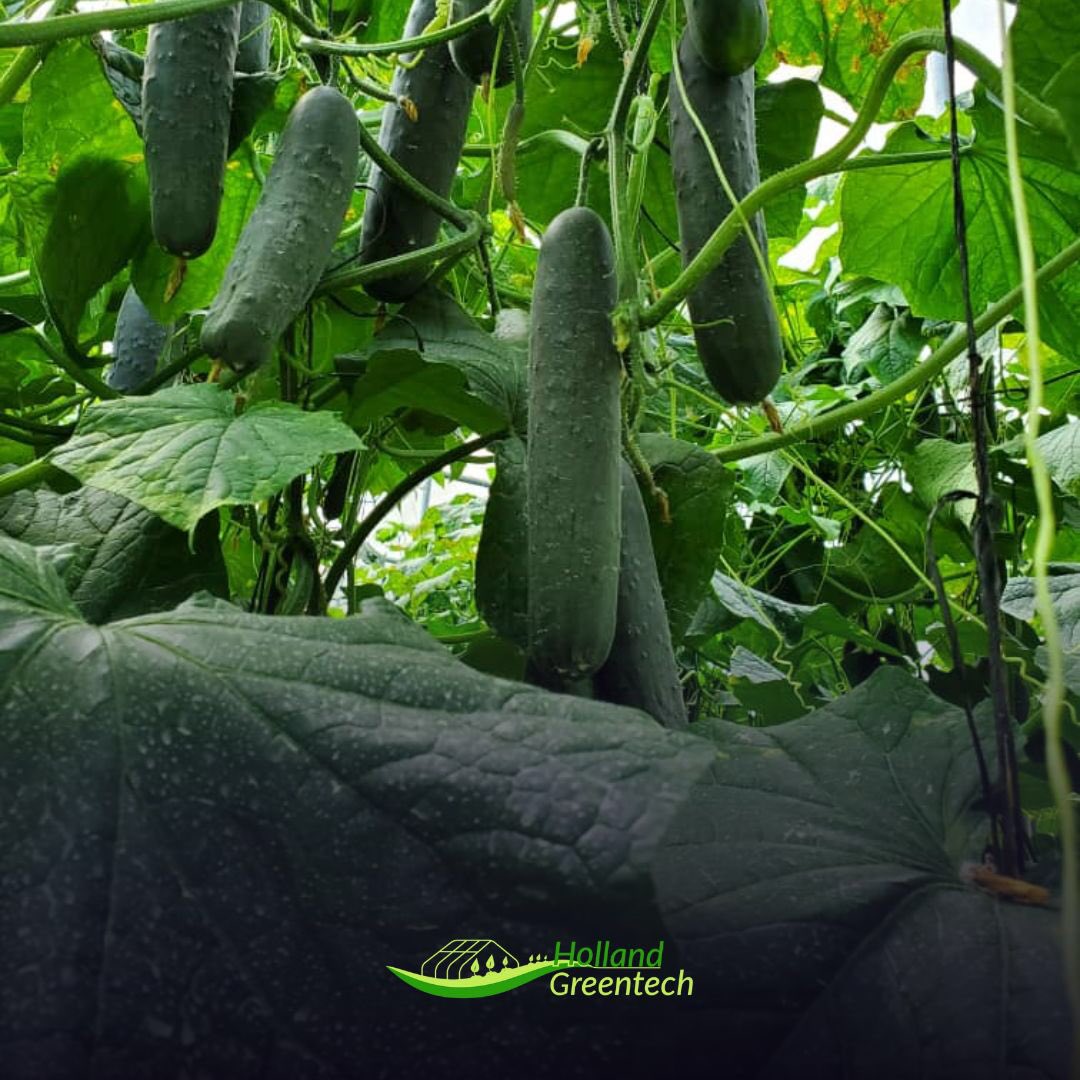 HGTRwanda's tweet photo. 🎙#KnowYourVariety🎙
#MydasRZF1
- Slicer 🥒
- Average #fruit length
- Very productive
- For #Indoor and #OpenField cultivation
- Dark green fruit
- #ParthenocarpicVariety
- Good #vigour of the plant
- High quality fruit
#AchieveTheNextStep in #Horticulture
📲0781449656 https://t.co/44C2lgHeXP