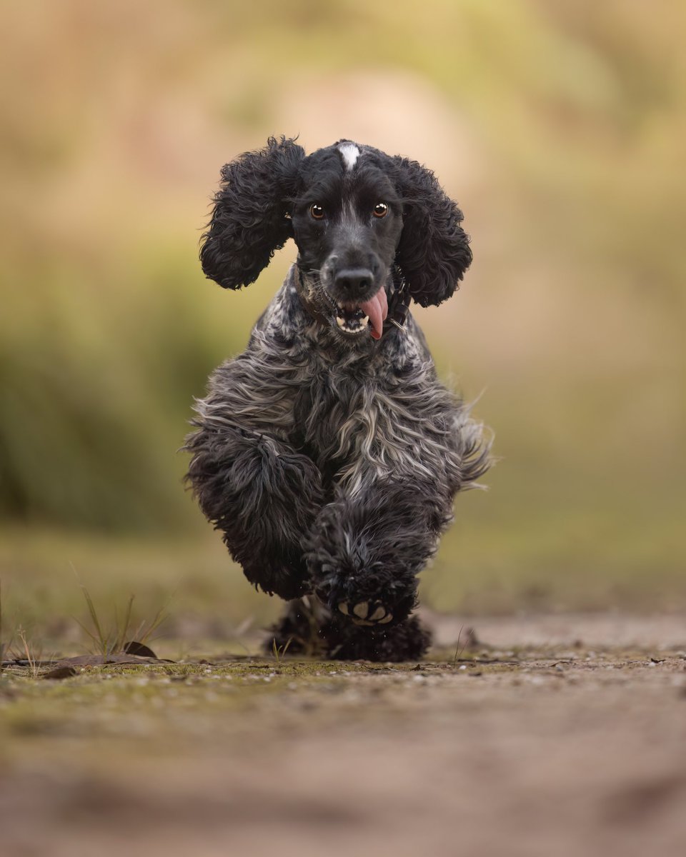 This is my friend Remi, she’s a 2 year old Cocker Spaniel and we had a fun shoot