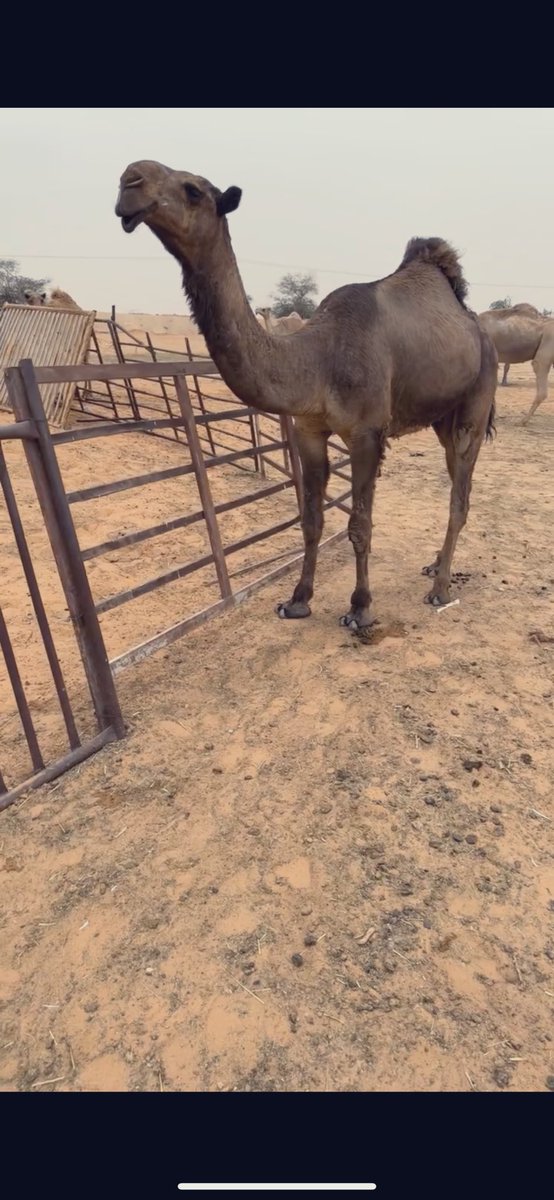 سـعـود (@ss41s) on Twitter photo 