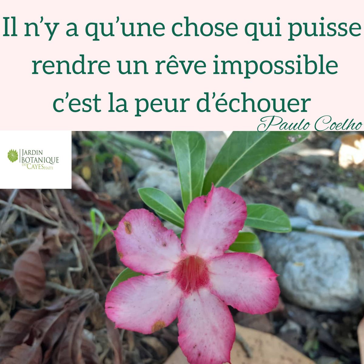 JardinBotaniquecayes tweet media