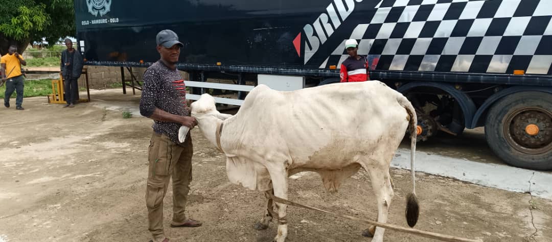 RetsonTedheke01's tweet photo. #Agbadovolution: The real journey to Nigeria's Greatness Is About To Begin. 

Asiwaju Bola Ahmed Tinubu and Senator Kashim Shettima Will Elevate Rural Productivity Through Agriculture and No Farmer will Be Left Behind. 

#NigeriaFirst 
#AsiwajuIsHere 
#CountDown2May29th 
#LeaveNoFarmerBehind 
@officialABAT 
@KashimSM 
@BatKashNFarmers