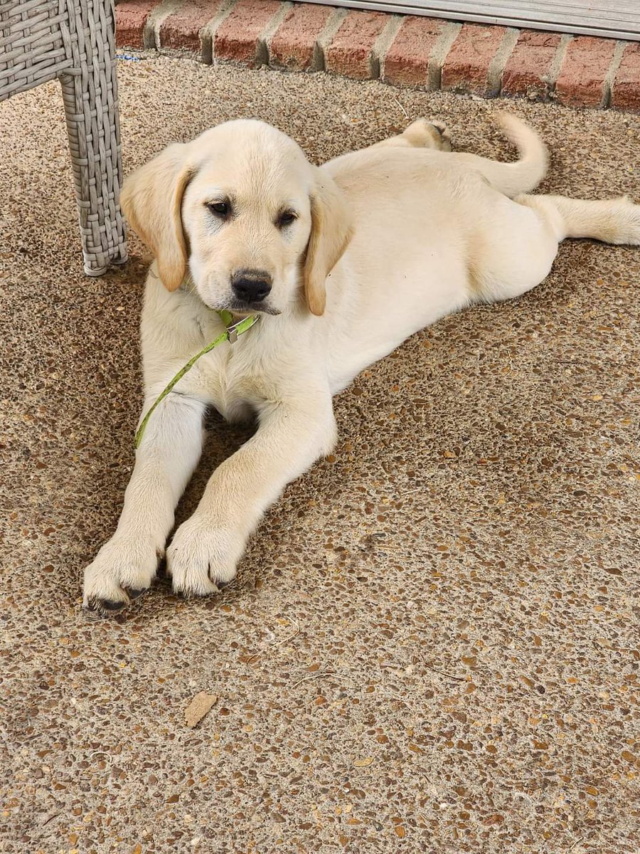 mollibo's tweet photo. @lorieliebig My @cprdogs foster puppy Chunk E. Cheese looking all melancholy and forlorn when he heard you were having a 💩 day. https://t.co/IHF6vCcjIO